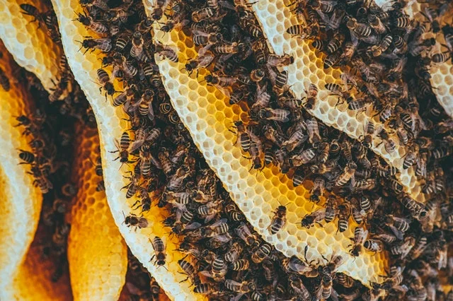apicoltura come iniziare